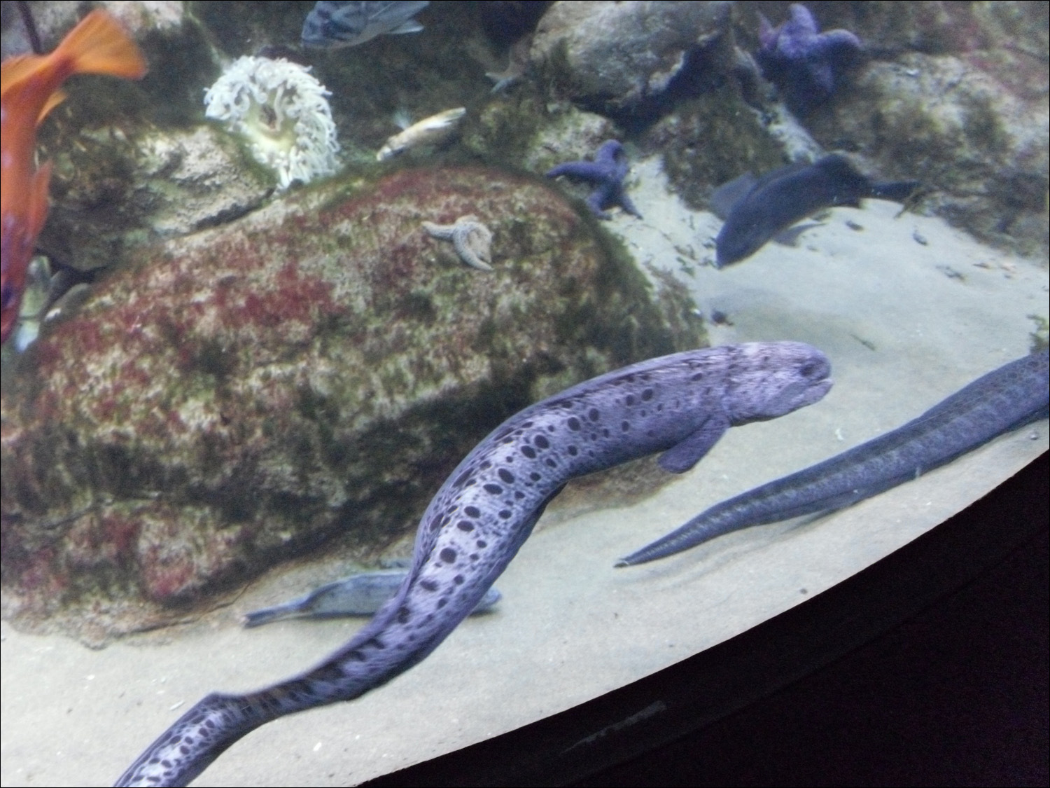 wolf eels